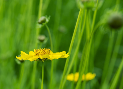 金鸡菊