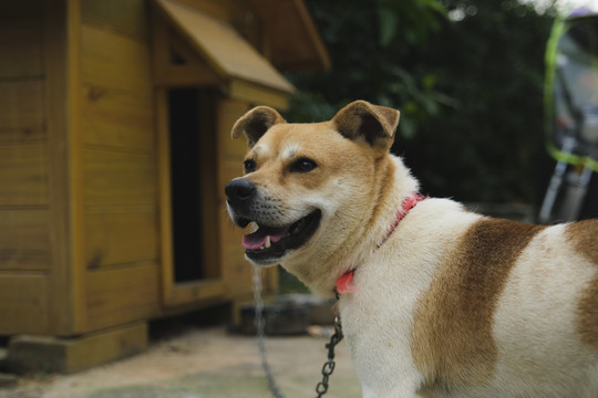 中华田园犬