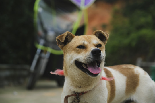 中华田园犬