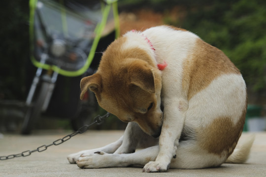 中华田园犬