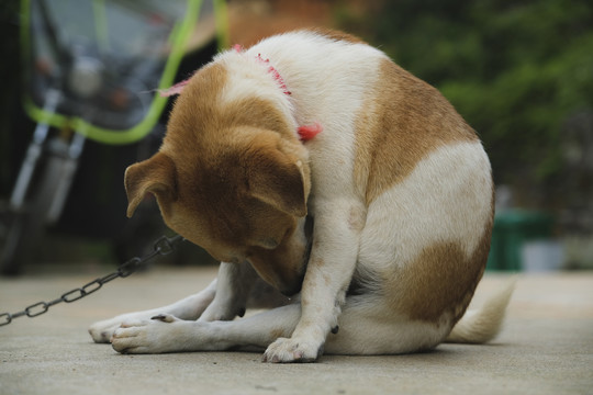 中华田园犬