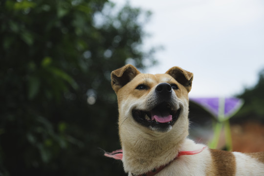 中华田园犬