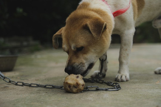 中华田园犬