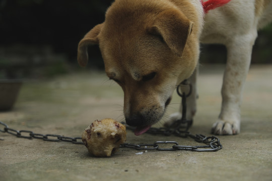 中华田园犬