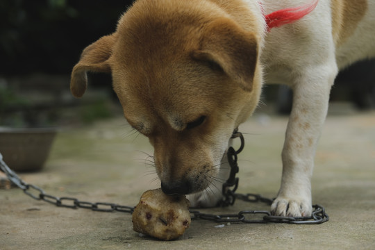 中华田园犬