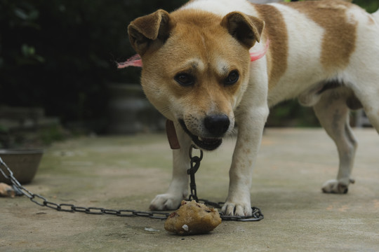 中华田园犬