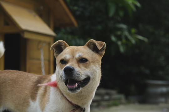 中华田园犬