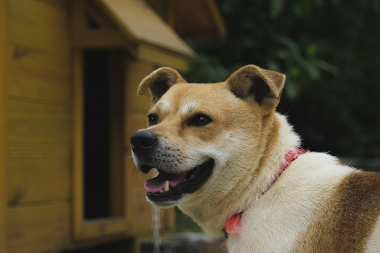 中华田园犬