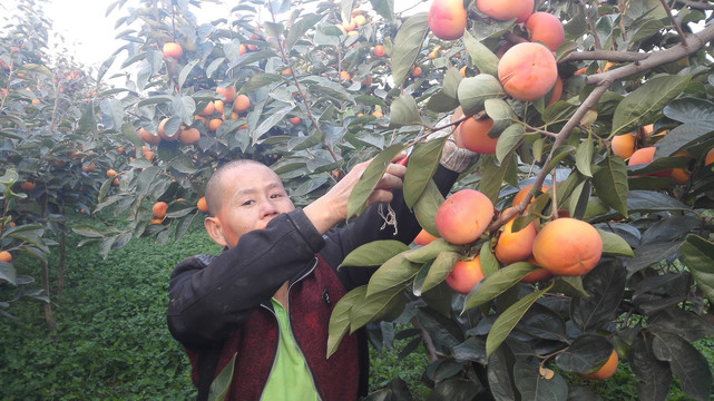 柿子种植基地