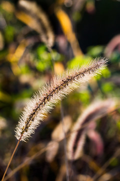 野草丛秋天