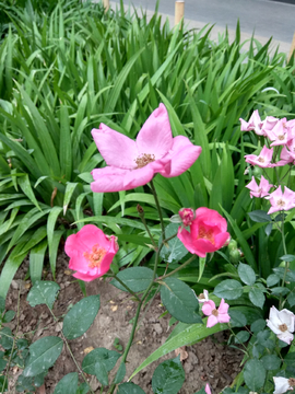 凋零花朵