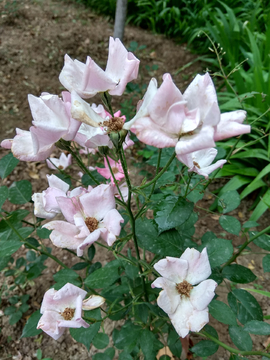 凋零花朵