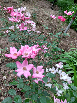 凋零花朵