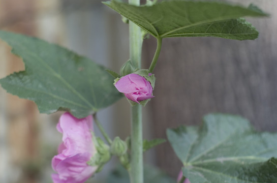 花草