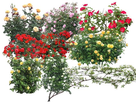 月季玫瑰开花植物高清PS分层
