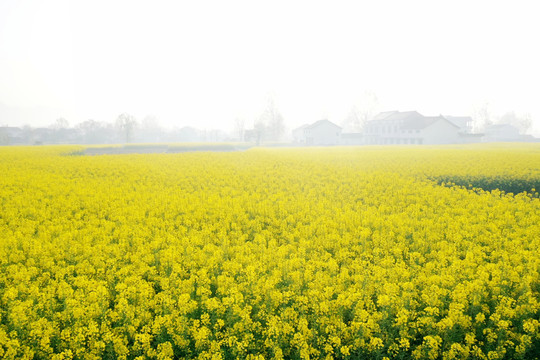 油菜花地