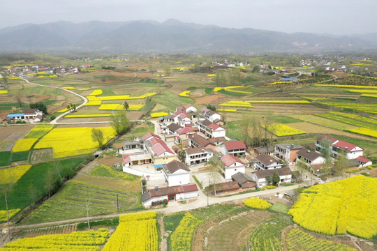 油菜花地