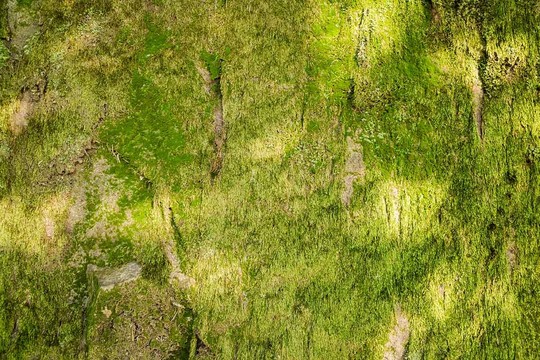 青苔背景