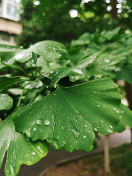 雨后银杏树