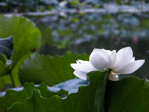 西湖荷花