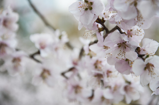 山桃花开簇枝头