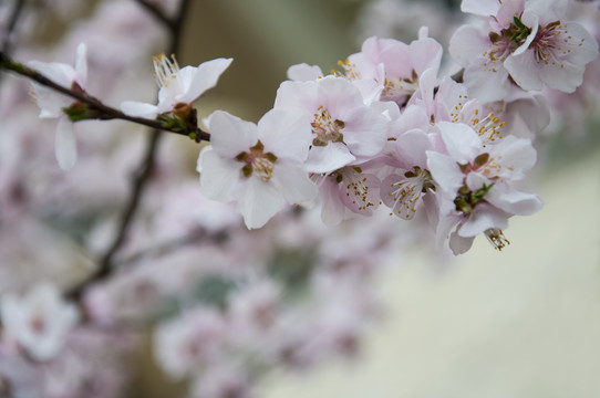 山桃花开簇枝头