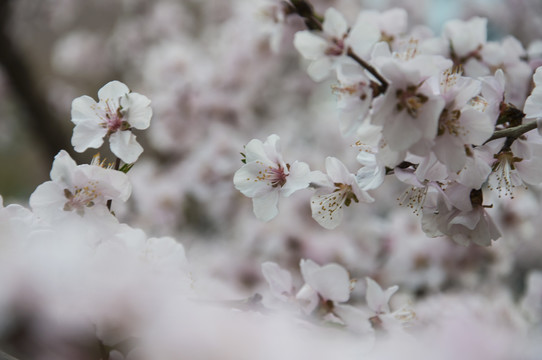 山桃花开簇枝头