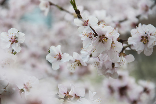 山桃花开簇枝头