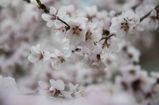 山桃花开簇枝头