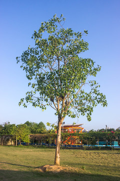 綠樹