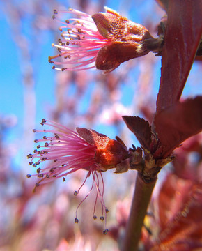 桃花花蕊特写