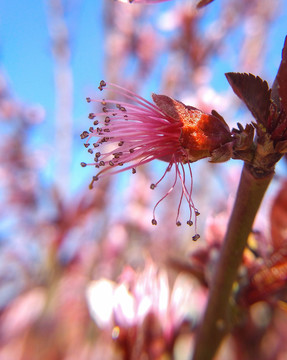 红色的花蕊特写