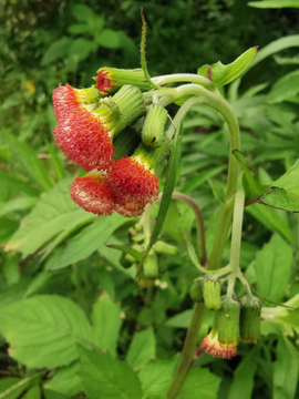 野茼蒿