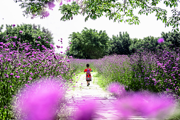 花在花丛中