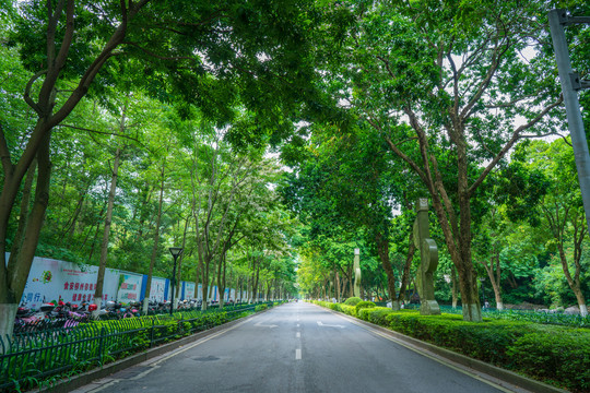 阳光林荫大道