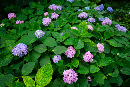 绣球花绿叶鲜花墙背景