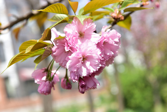 粉色樱花