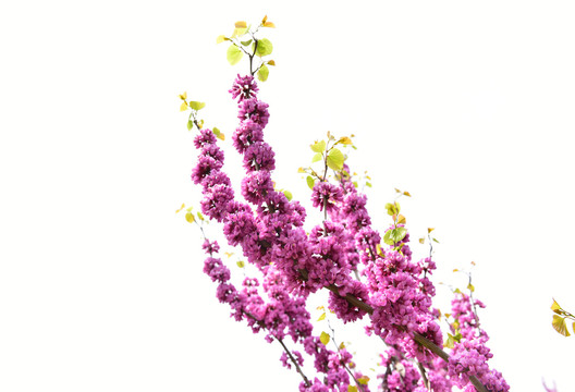 粉色紫藤花