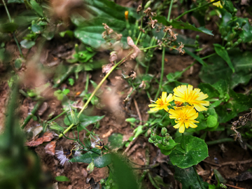 黃色的小花