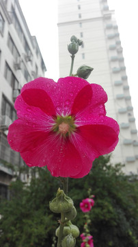 雨后的蜀葵花