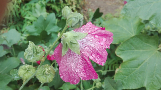 雨后的蜀葵花