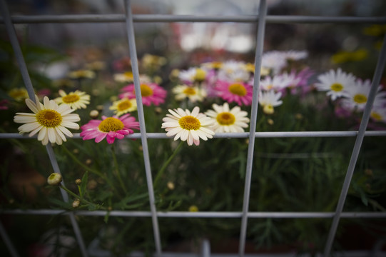 小山菊