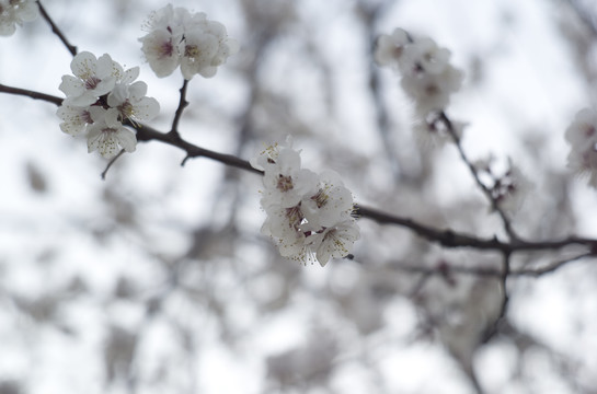 杏树