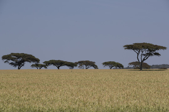 非洲草原风光