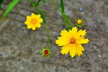 金鸡菊