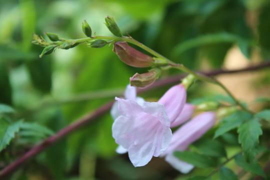 粉红喇叭花