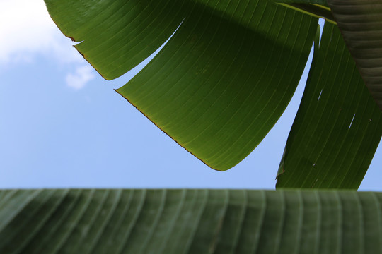 芭蕉叶