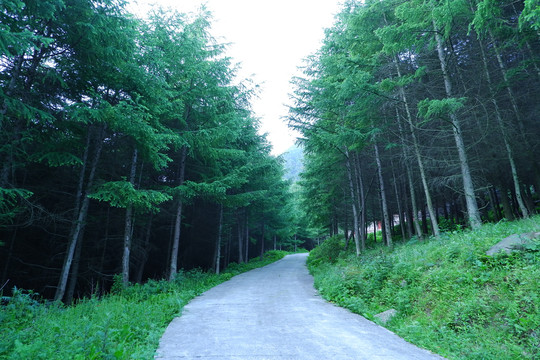 森林道路