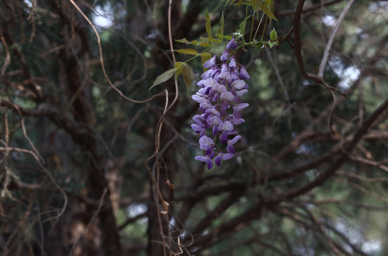 紫藤花