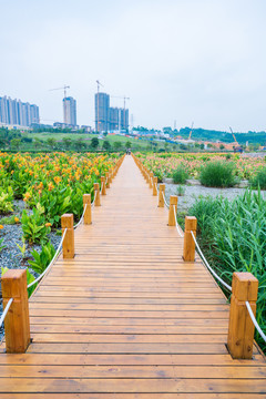 南宁那考河湿地公园美人蕉栈道